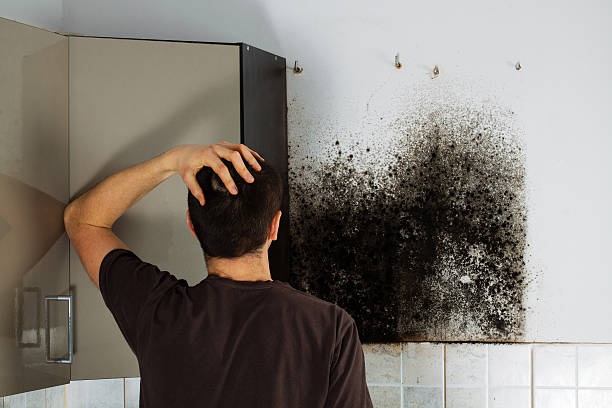 Best Certified Mold Removal  in Albers, IL